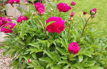 Stary Młyn w Brzeźnicy - Foto 38