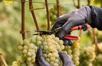 Weingut Griesserhof - Foto 12