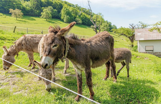 Ranch Stojnšek House With Sauna - Foto 25