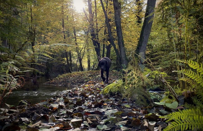 Countryside Apartment Near the Lake - Foto 21