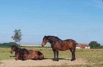 Ferienapartment Wiese & Meer auf Rügen - Foto 1