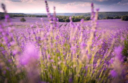 Apartamentos Rurales Flor De Lavanda - Foto 40