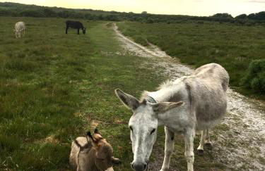 Holly Tree Cottage - 3 bedrooms and large garden with optional glamping double outside - Foto 53