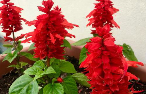 Incanto del Garda - Foto 55