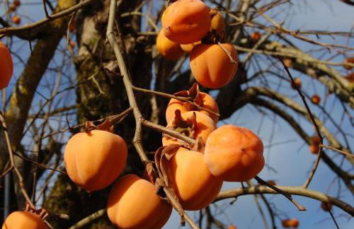 Maison pour 6 pers. avec piscine privée et animaux acceptés - FR-1-616-83 - Foto 12