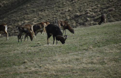 Domek Chmielnik - Foto 14