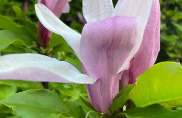 Uroczy dom i bezpłatny parking - Foto 38