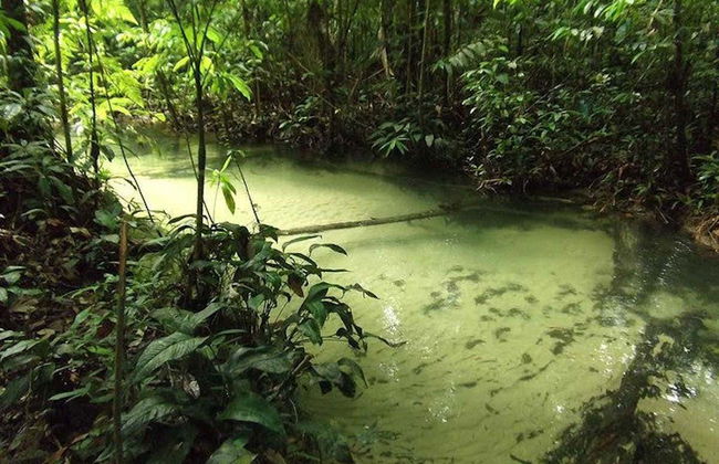 Tour por el Bosque Nacional de Tapajós - Foto 3