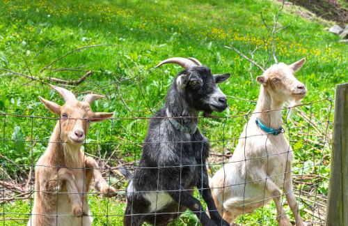 On Farm Charming Hendersonville Retreat! - Foto 28