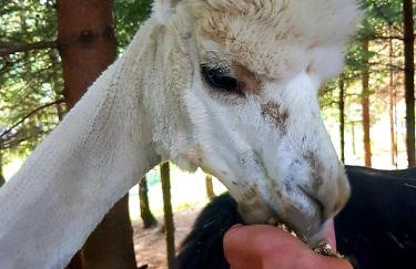 Alpakowy raj - Foto 63