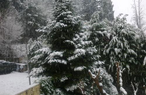 Six Steps From The Forest - Photo 29