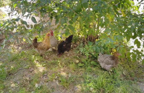 De la campagne au Mont-Saint-Michel - Foto 52