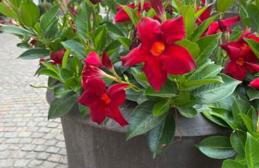 Caterina Appartamento Vacanze - Foto 22