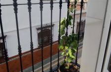 Nerja Apartamento Centro - Foto 20