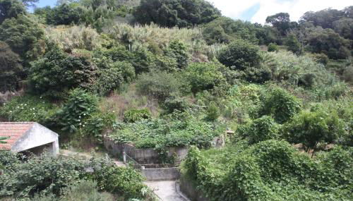 Ribeira dos Marinheiros Verde Água - Foto 4, Garden