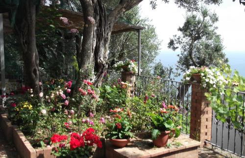 Le Mimose - Photo 31