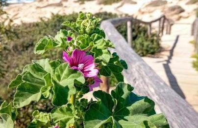 Villa Alto Mare - Foto 36