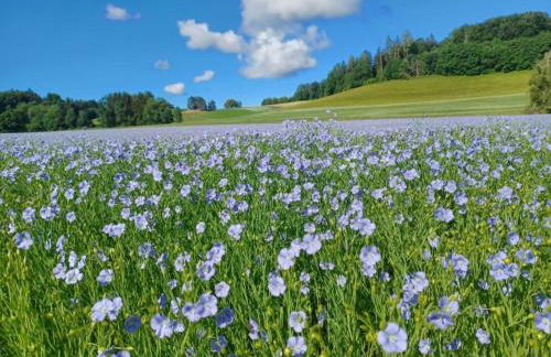 Rösslerhof Ferienwohnung Stiller Bach - Photo 24