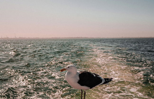 The Pearls Beach Pods - Foto 20