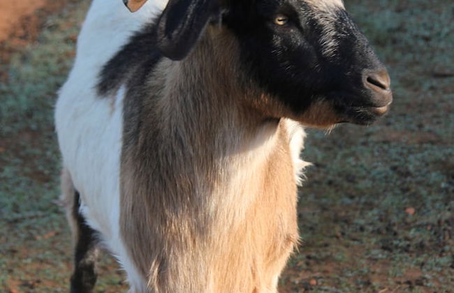 Pump Hill Farm Cottages - Photo 57