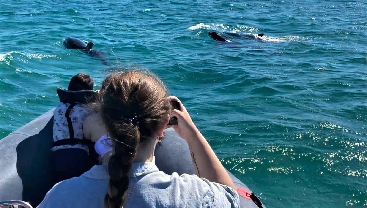 Spot cute dolphins from the boat