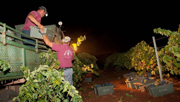 Harvesting the grape