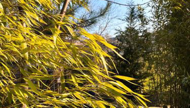 La Cabane des Trappeurs - Foto 3