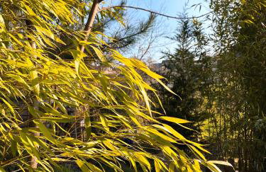 La Cabane des Trappeurs - Foto 3