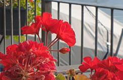 Residence Laguna Beach - Foto 15