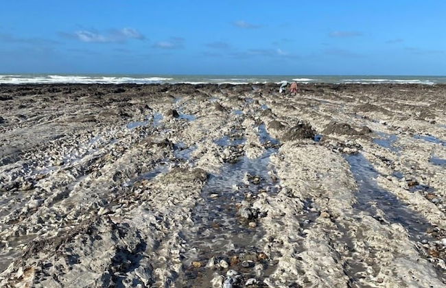 Parc Beausejour Dieppe - Foto 51