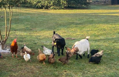 Le Bon Chemin gite - Foto 12