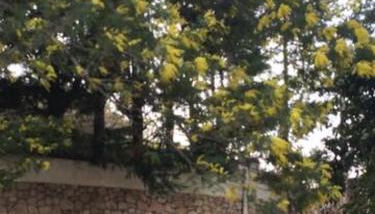 Villa Daurus - Foto 5