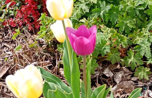 Cottage Living - Foto 10