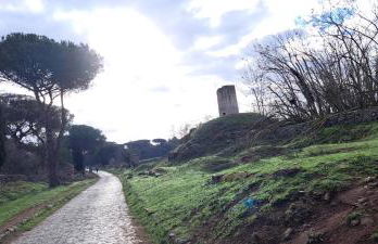 Pictadomus-viridis - Foto 26