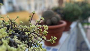 Las Carolinas residence with pool - Foto 4, Garden view