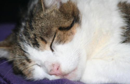 Ferienwohnungen Porisch - Foto 31