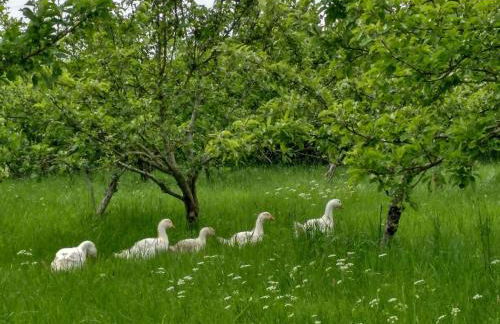 Bastle Retreats Farm Cottage - Foto 17