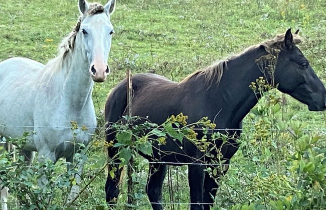 Newly Listed-Private 25-Acre Escape Near Red River Gorge - Foto 55