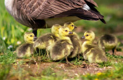 Orchard Cottage - Rudge Farm Cottages - Foto 22