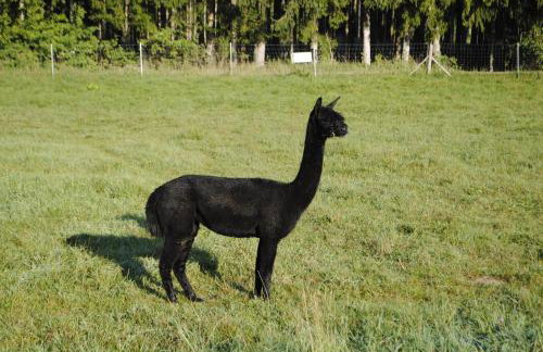 FeWo "AlpakaZeit" im ökologischen Holzhaus mit traumhafter Aussicht und Alpakas - Foto 22