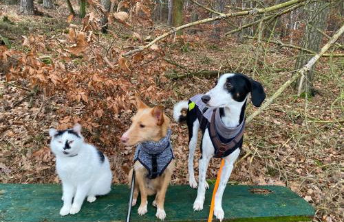 Hof Eckens - Ferienhaushaus Marie in Wildeck Bosserode - Foto 28