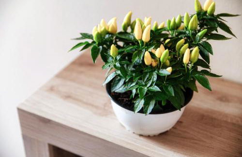 La Casa di Ale - Downtown Como - Foto 15