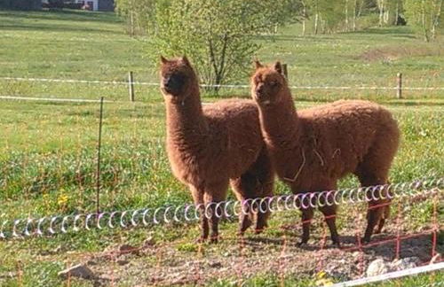 Familie Meimer - Foto 12