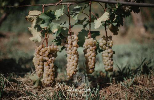 Casa Mille Olivi - Peaceful Lake View House, Private 50m2 Pool, near Motovun - Photo 54