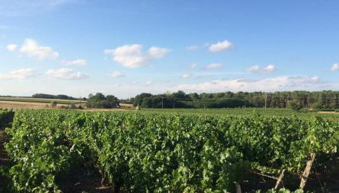 Maison dans les vignes - proche Chenonceau Beauval - Foto 2