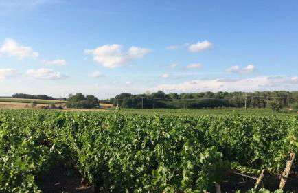 Maison dans les vignes - proche Chenonceau Beauval - Foto 2