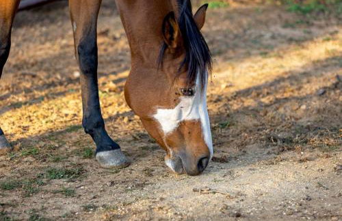 Agriturismo Cascina Trevo - Foto 43