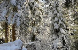 Ferienwohnungen Brack in Gaggenau - Foto 32