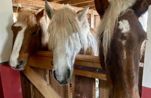 Knut's Nest - Foto 22