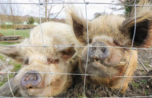 Y Felin - Celyn - Foto 19